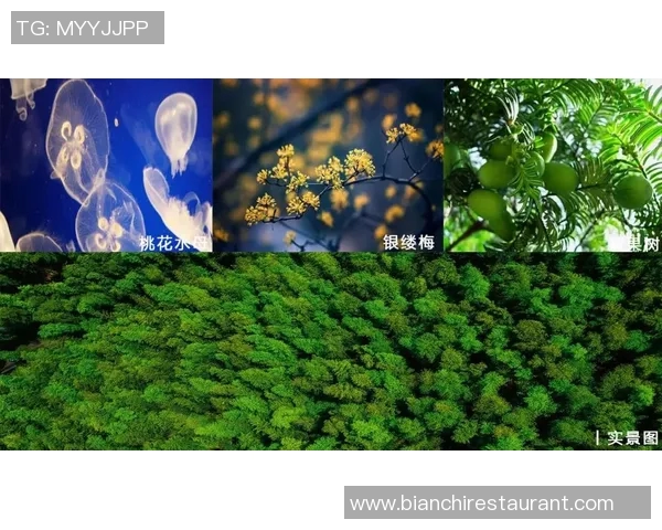 热鸟的奇妙世界探索与保护之路:让我们一起关注这些美丽的生灵 热鸟的奇妙世界探索与保护之路:让我们一起关注这些美丽的生灵